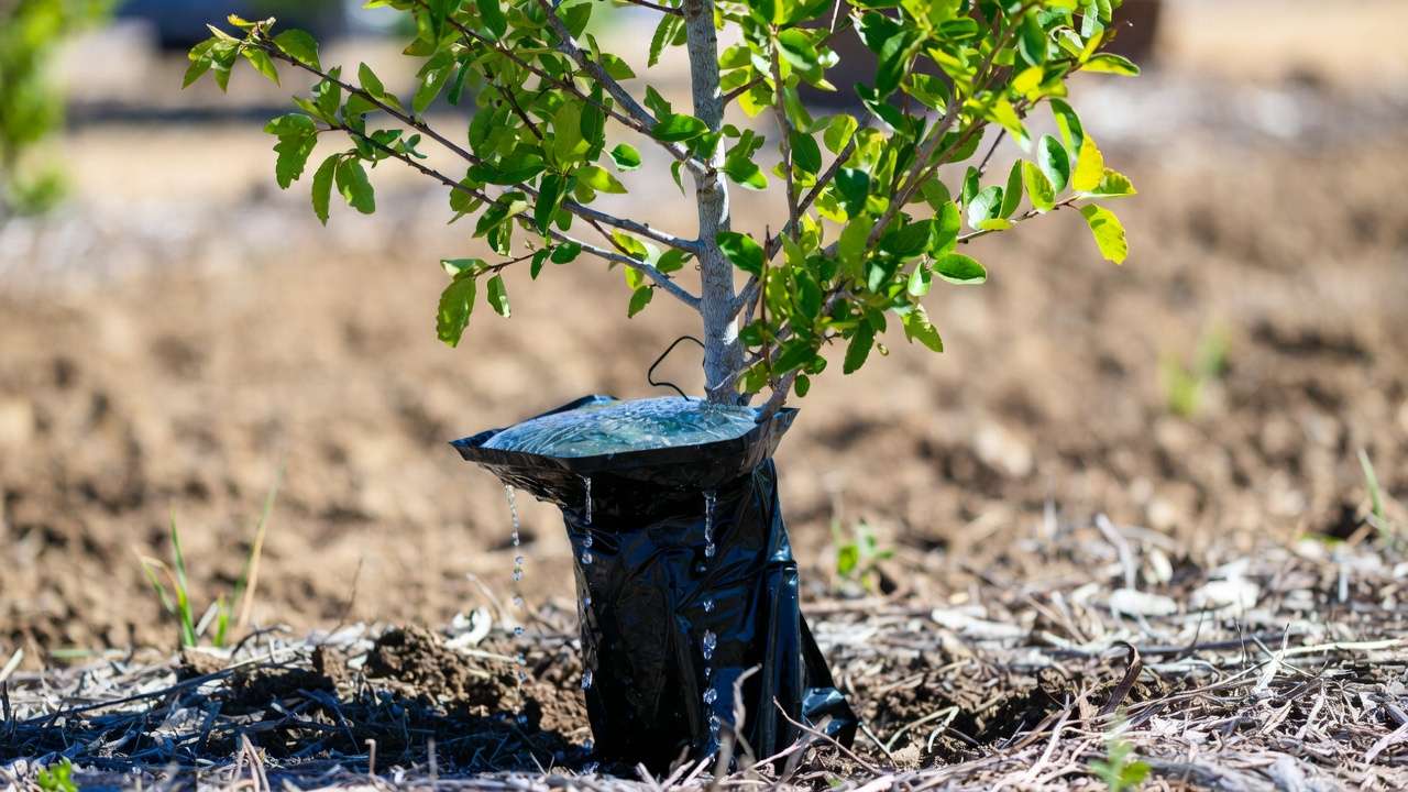Tree watering bag slow-dripping water to young tree base with mulch in drought conditions