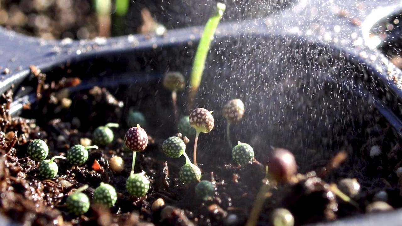 Close-up of polka dot plant seeds scattered on seed-starting soil ready for germination