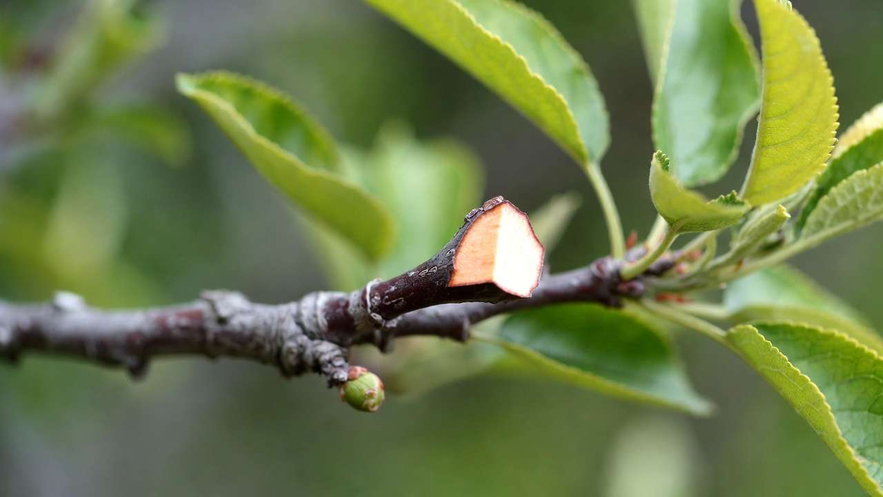 45-degree heading cut above outward-facing bud on fruit tree branch for healthy regrow