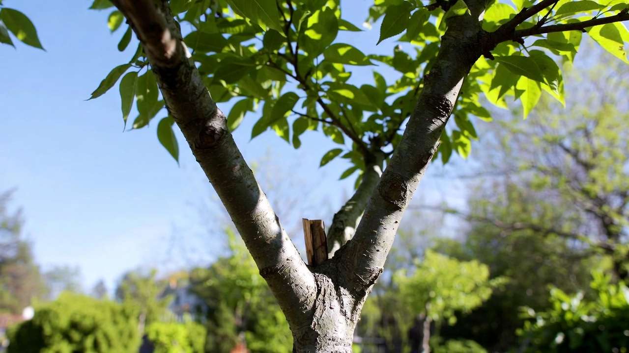 oung tree showing codominant stems and weak V-crotch before structural pruning correction