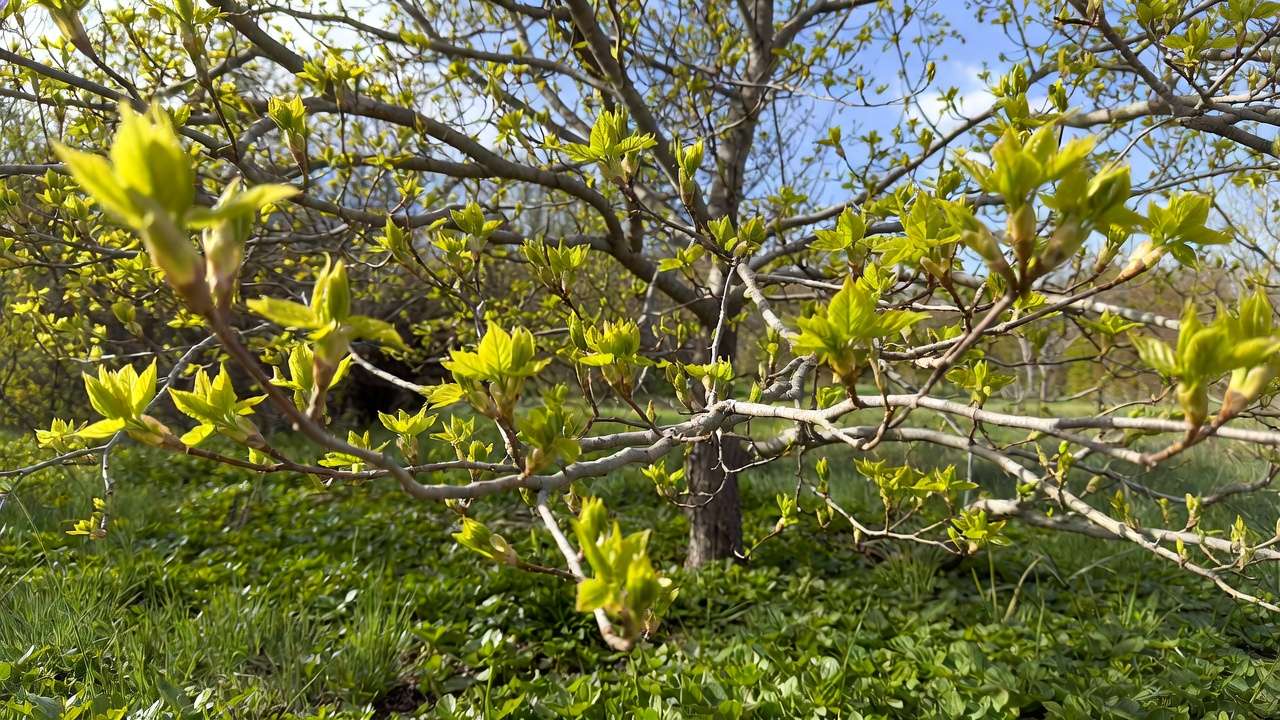 Vibrant maple tree with fresh spring leaves and buds in sunny yard