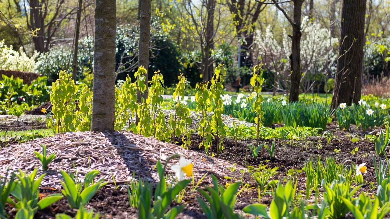 Fresh spring mulch application around young trees for seasonal growth and moisture retention in garden landscape.
