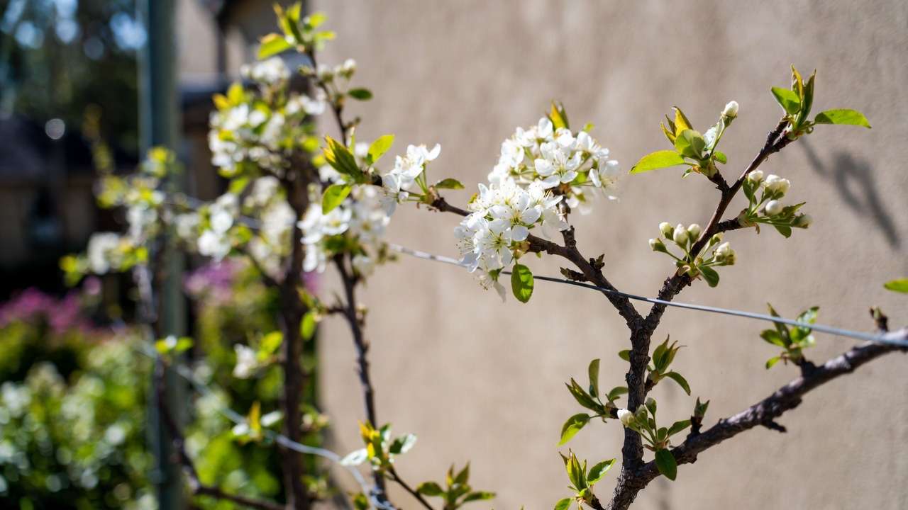 Espalier pear tree in spring bloom with white flowers against wall