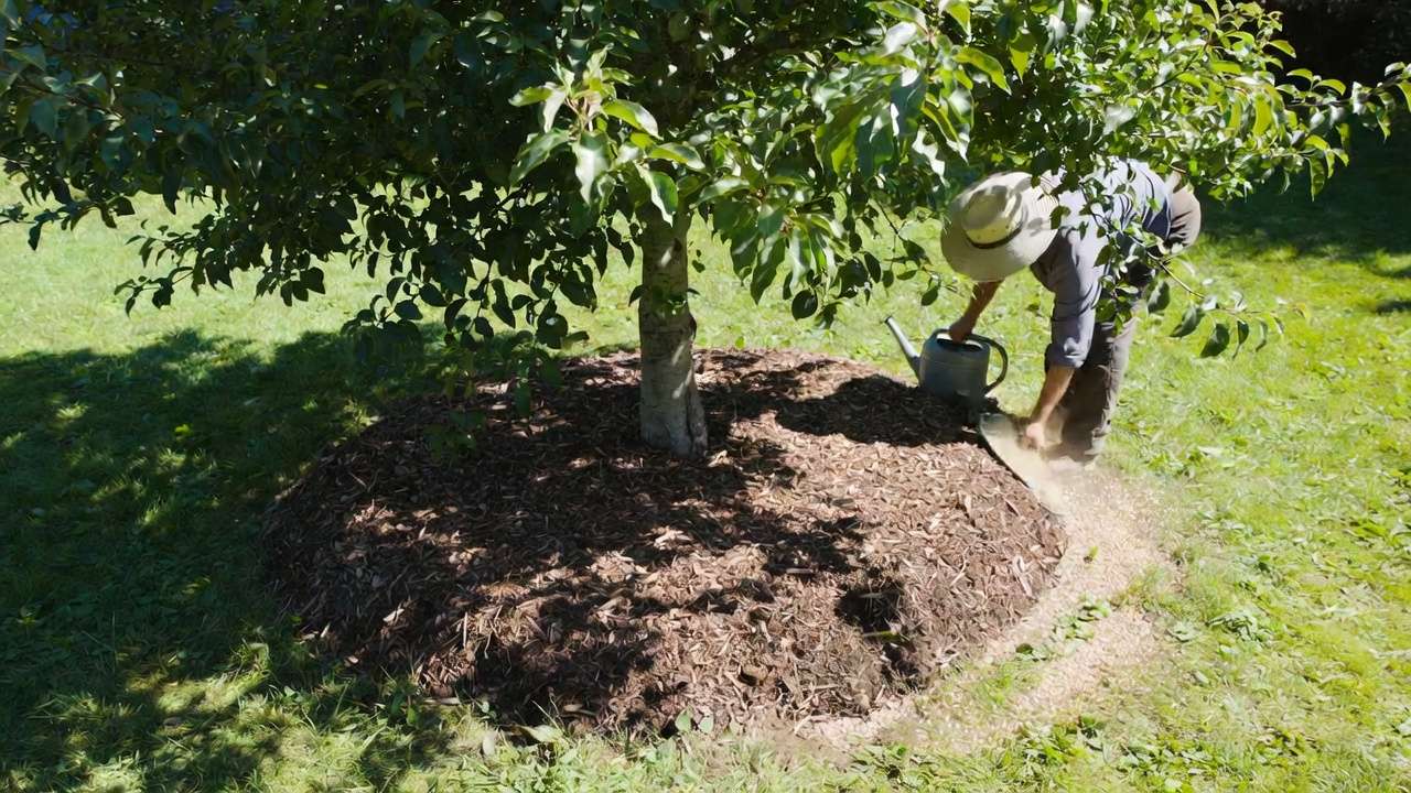 Correct way to apply balanced fertilizer under fruit tree drip line with mulch