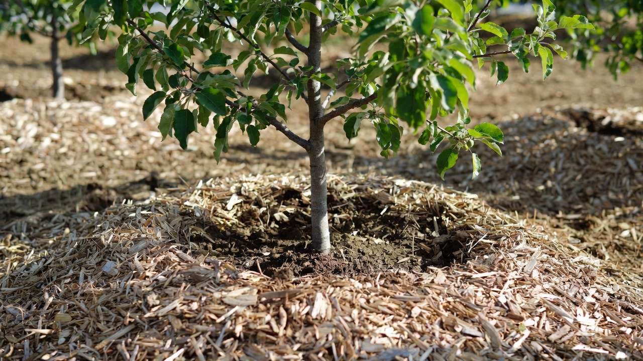 Proper donut-shaped wood chip mulch around fruit tree base after pruning, showing bare trunk zone for healthy root protection