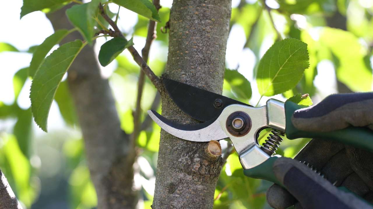 Proper pruning cut removing water sprout flush to branch collar on fruit tree