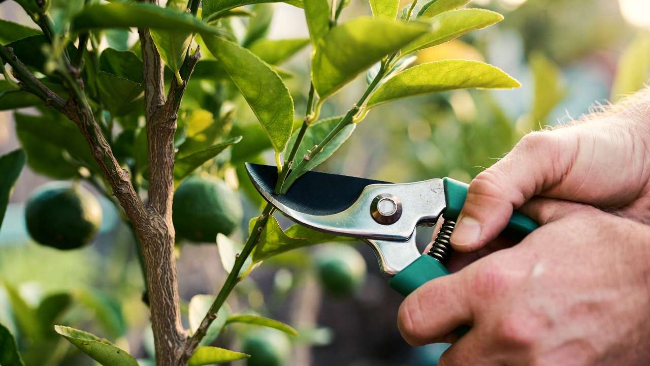 Close-up of selective pruning on young citrus tree with bypass pruners for strong structure training