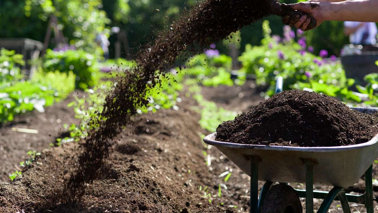 Spreading compost from wheelbarrow into vegetable garden bed for natural fertilization