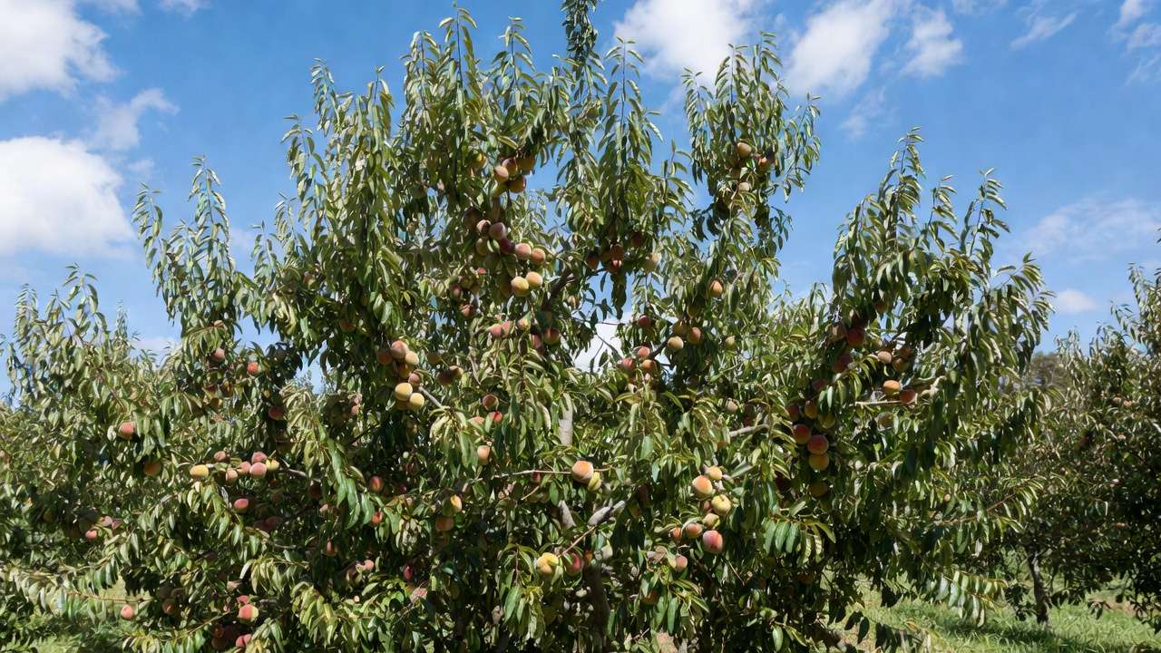 Open vase pruned peach tree with large fruits demonstrating ideal structure for maximum size and quality