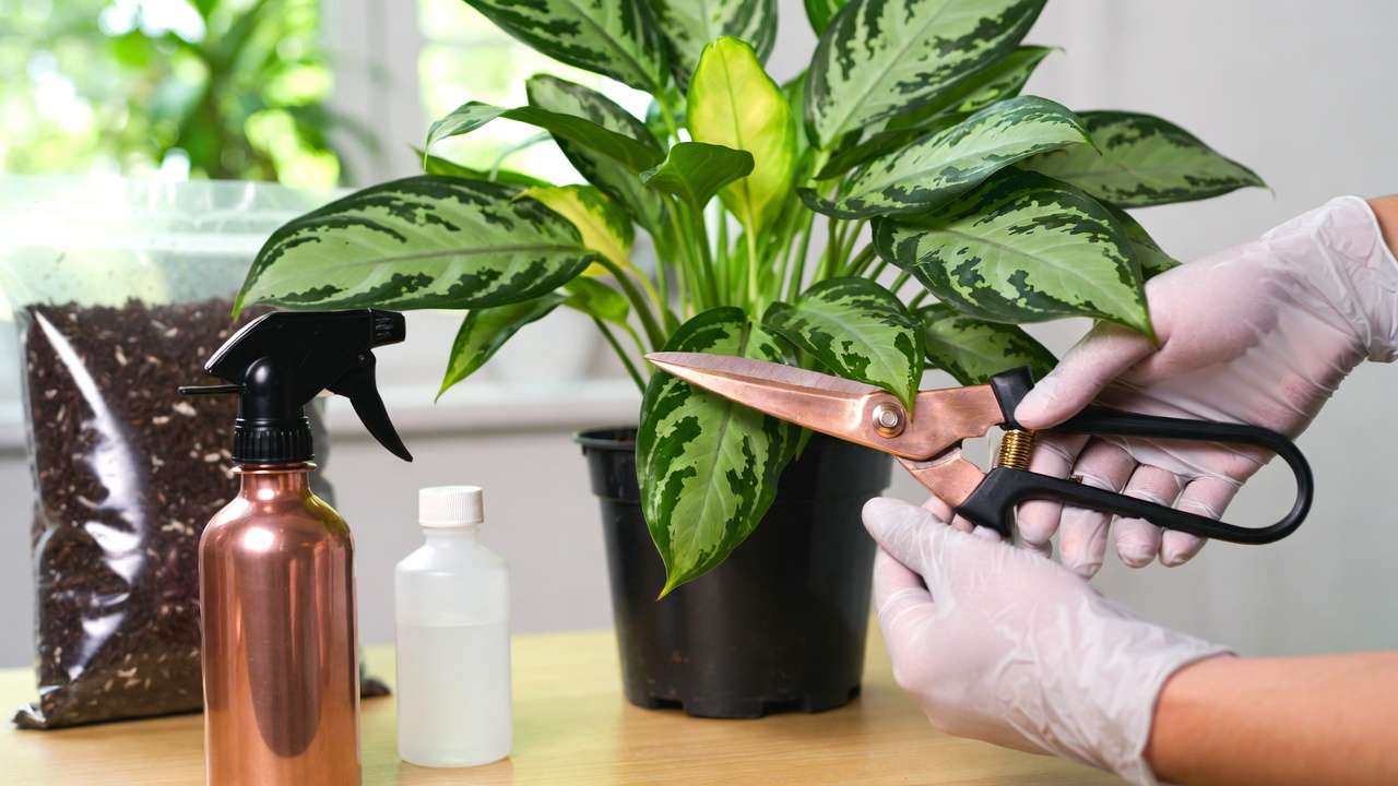 Treating bacterial infection on houseplant by pruning affected leaves with sterilized tools and applying copper spray