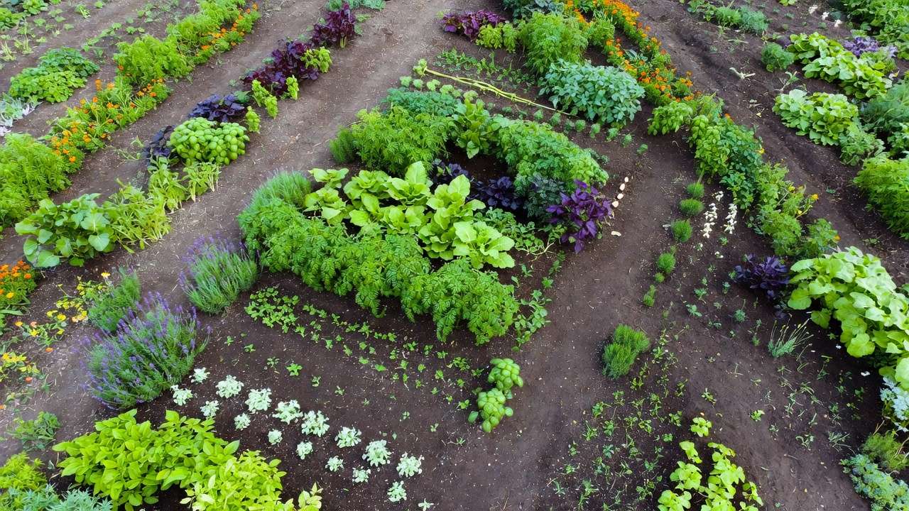 Strategic companion planting layout with marigolds basil and herbs for natural garden pest control