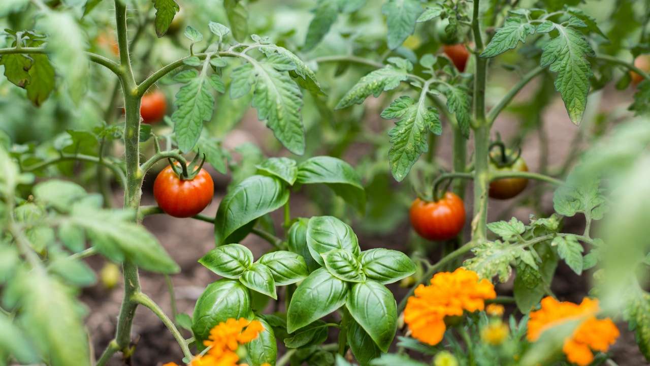 Tomato plants companion planted with basil and marigolds for natural insect repellent protection