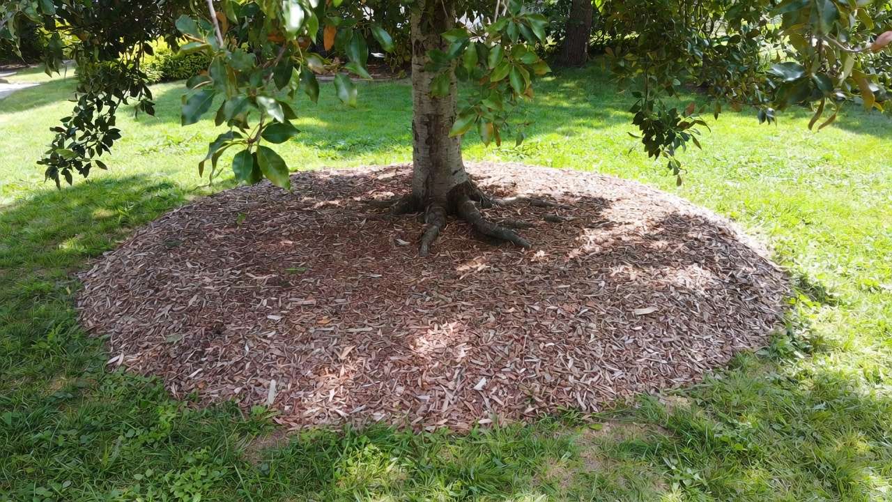 Proper tree mulching with organic layer to strengthen roots and protect against hurricane uprooting.