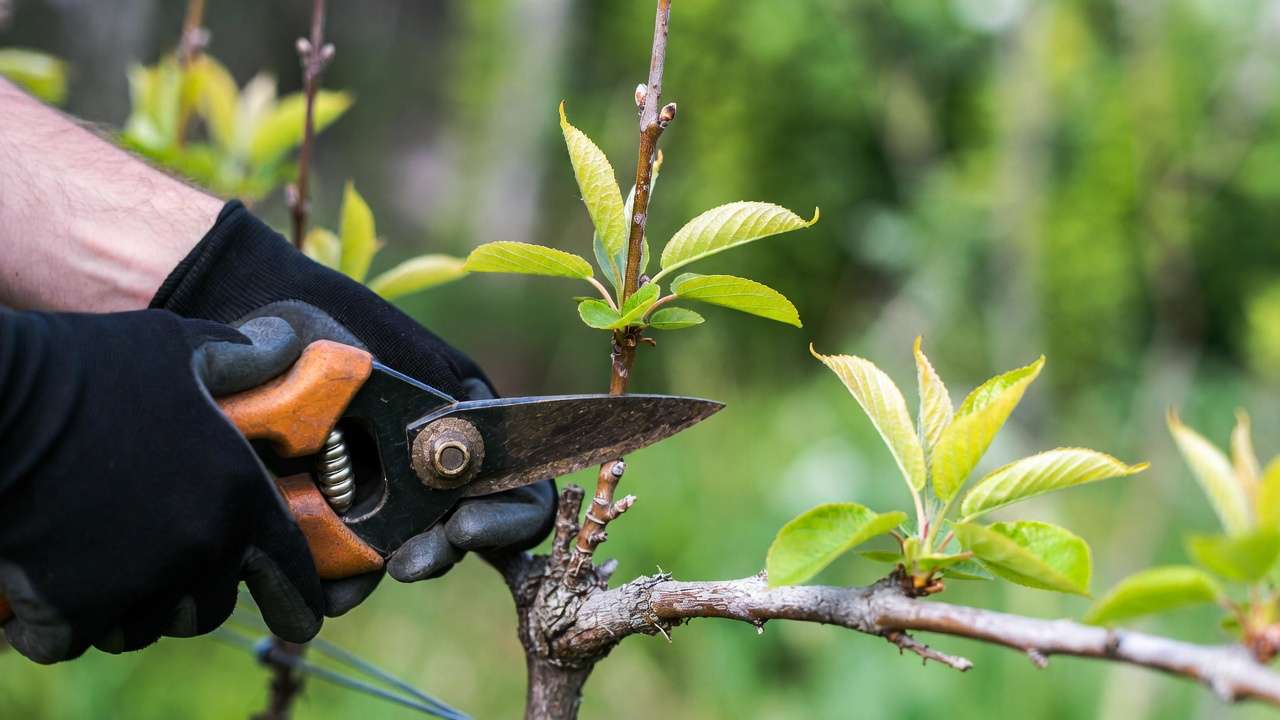 Close-up of summer pruning technique on espalier fruit tree cutting back shoots
