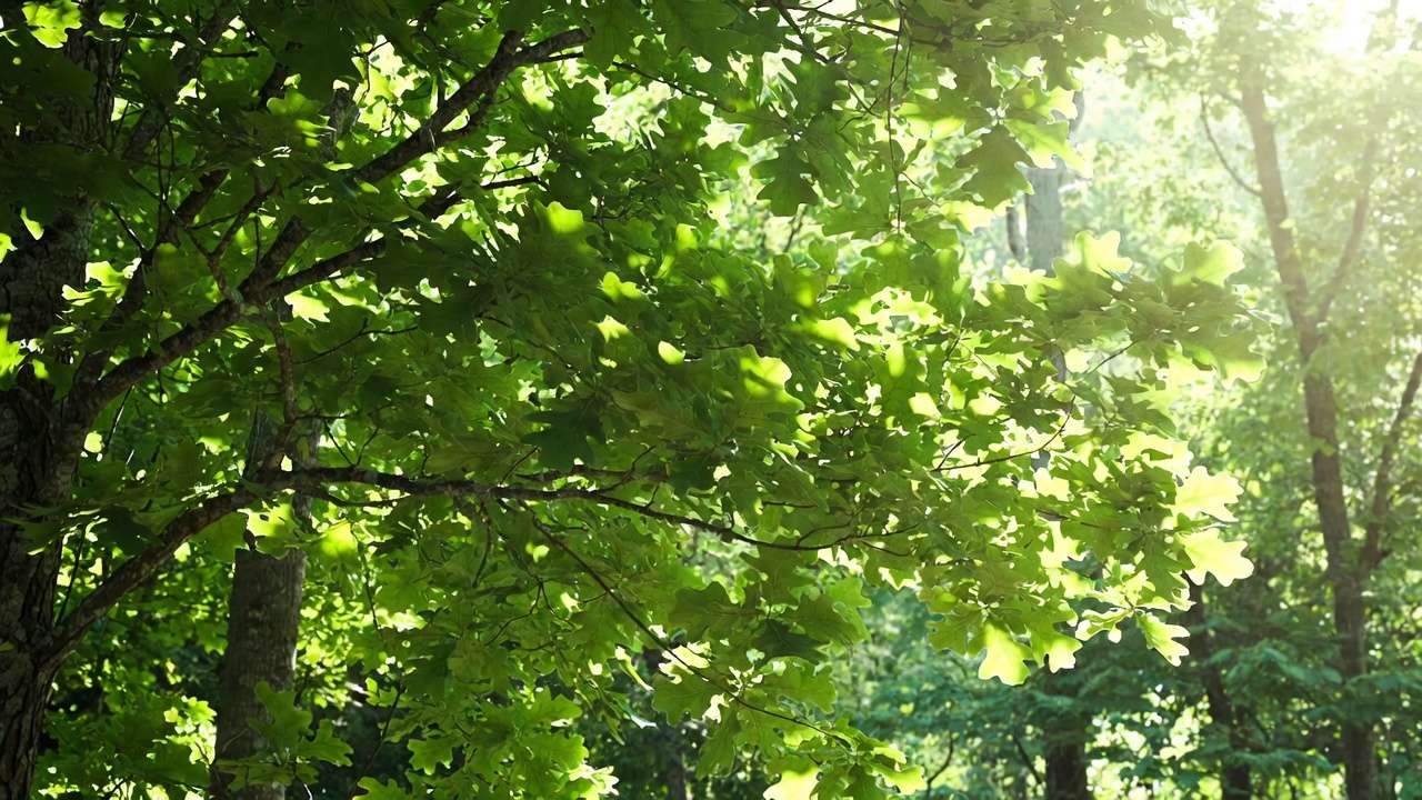 Lush summer tree canopy showing peak sap flow and transpiration in healthy seasonal changes.