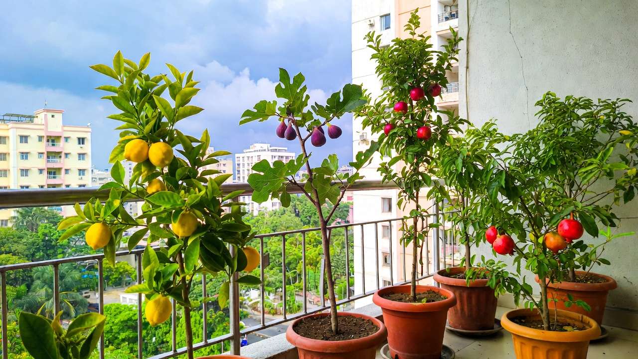 Compact dwarf fruit trees in pots on urban balcony with ripe lemons figs and apples for city gardens