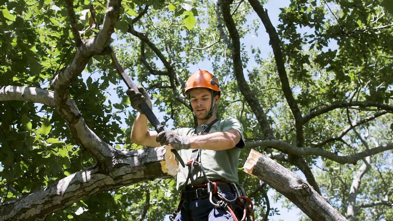 Arborist using three-cut method to safely remove large dead branch from tree