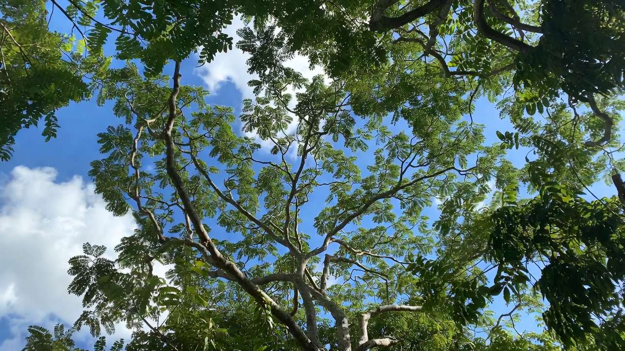 50/50 sky-to-leaf view after correct crown thinning for improved airflow