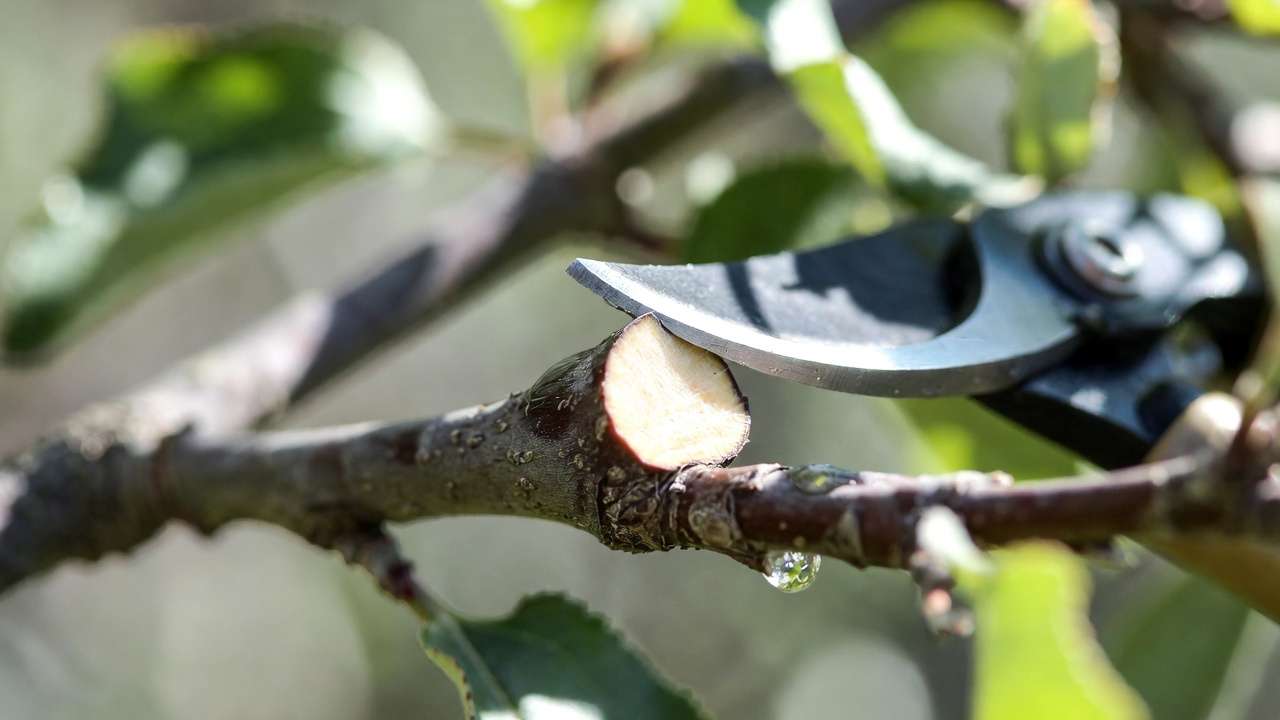 Close-up of correct pruning cut technique showing branch collar on apple tree