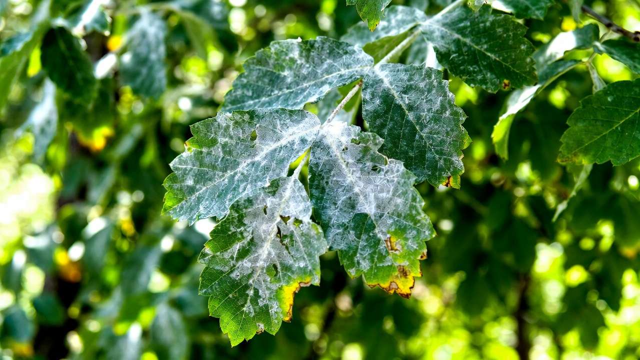 Close-up of powdery mildew on tree leaves showing white fungal coating in summer