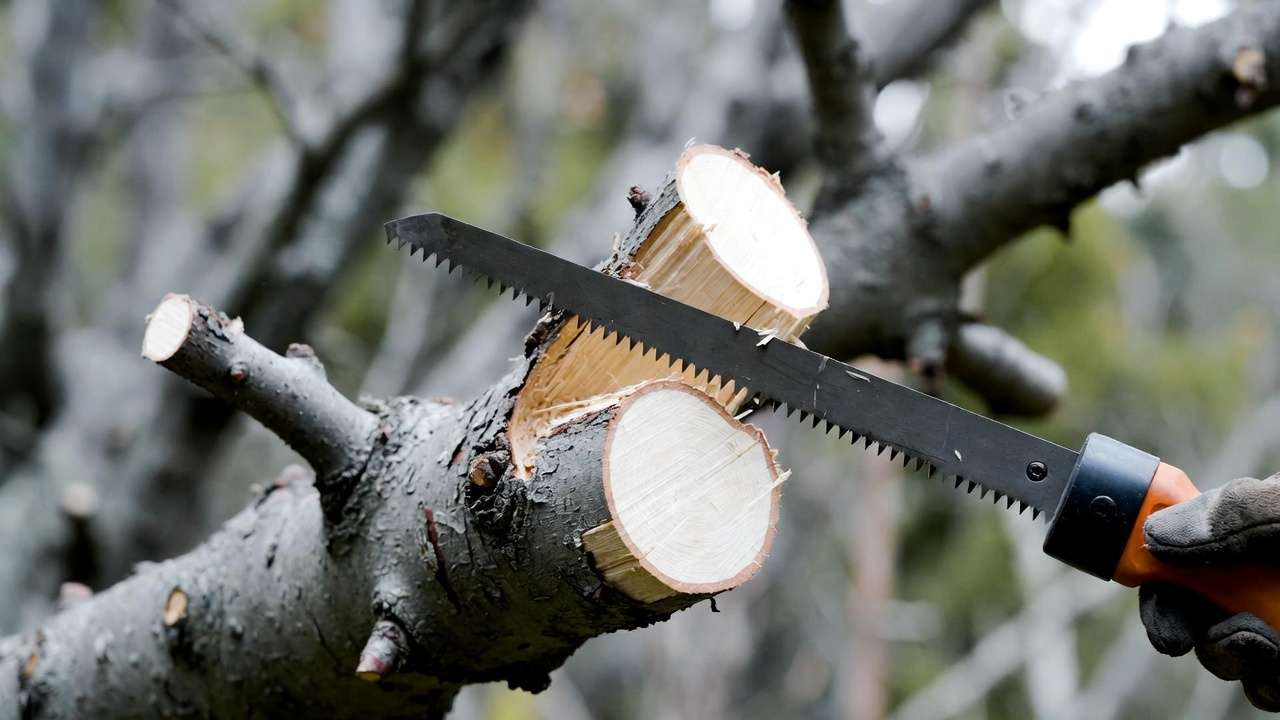 Close-up of three-cut pruning technique removing storm-damaged branch safely, showing proper collar cut on tree