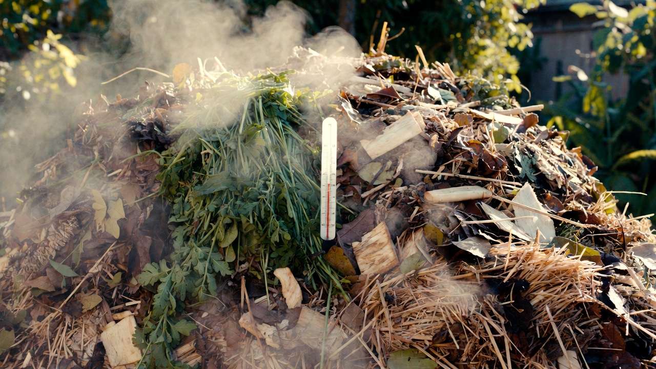 Steaming hot compost pile with thermometer showing high temperature for killing weed seeds safely