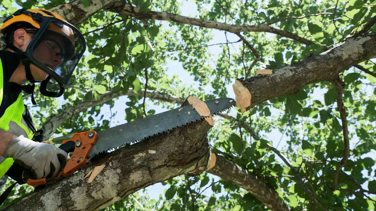 Arborist demonstrating the three-cut pruning method to safely remove tree branch without bark tear