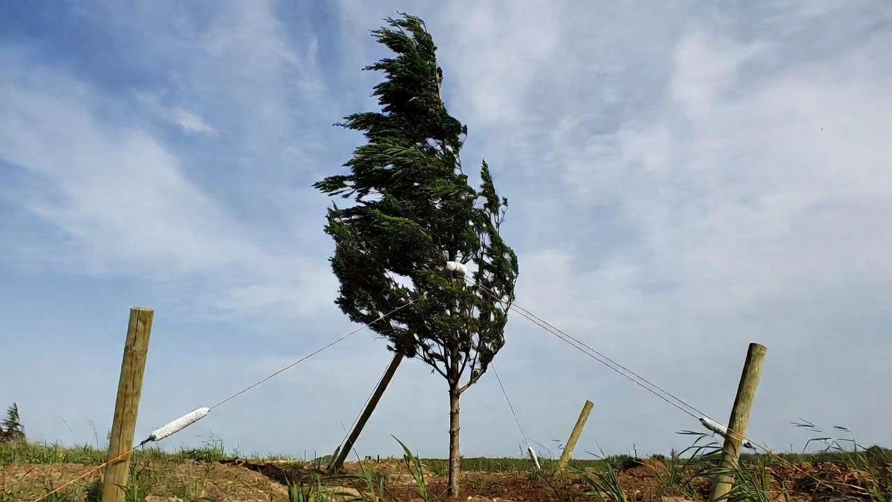 Larger tree secured with three-stake guying method for extra support in exposed windy location