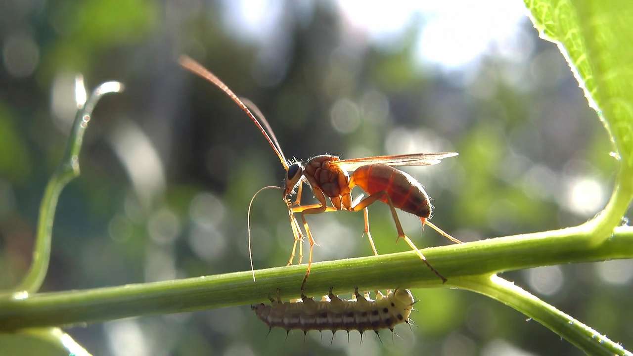 Parasitic wasp laying eggs on pest caterpillar natural biological control