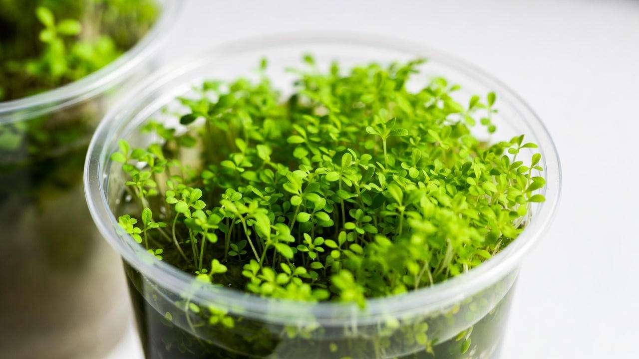 Tissue Culture vs. Traditional Potted Plants