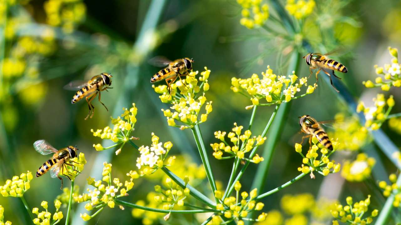 Hoverflies pollinating dill and fennel flowers in a garden for natural attraction and pest control.