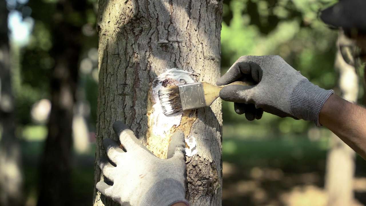 Applying wound dressing to tree canker for healing and protection