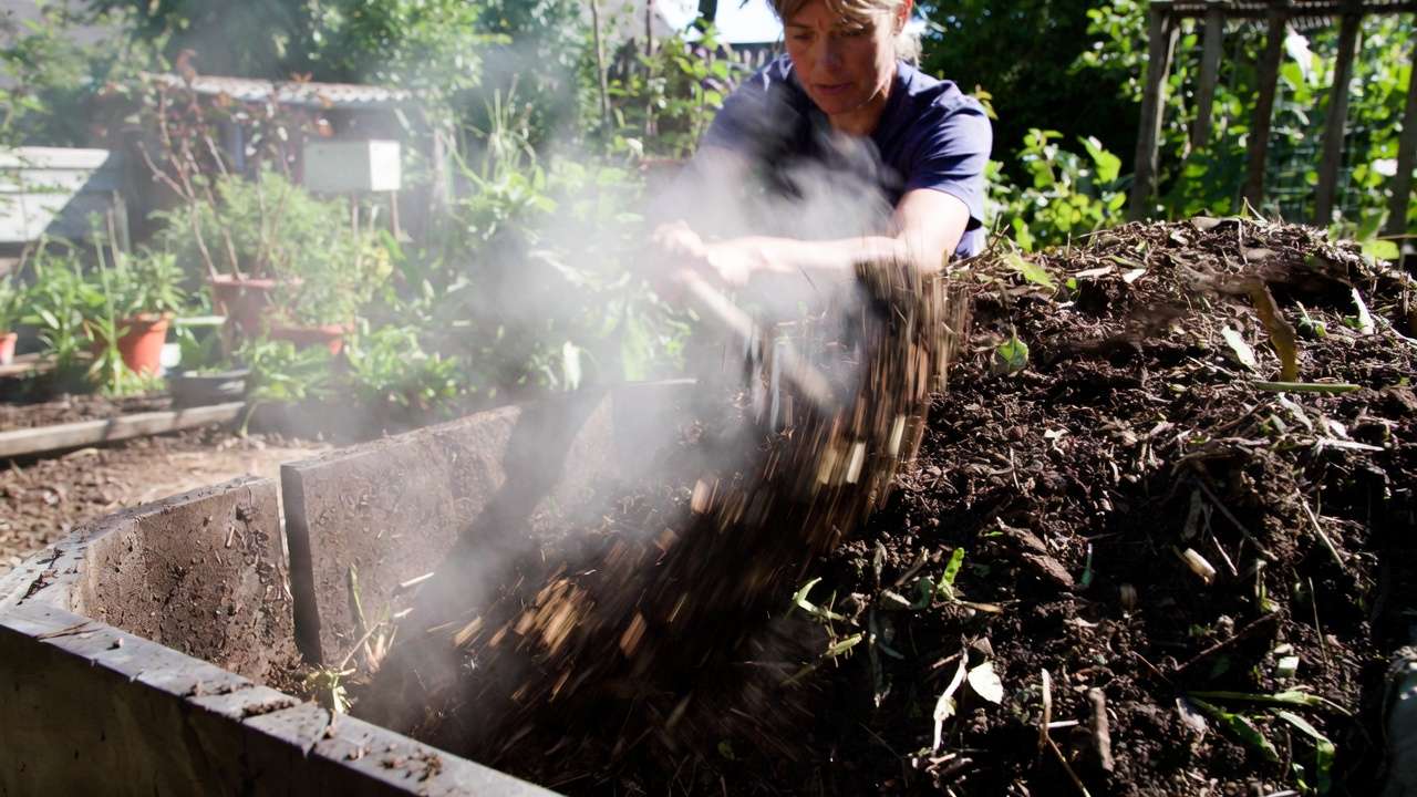 Gardener turning and aerating hot compost pile to speed decomposition and deter pests