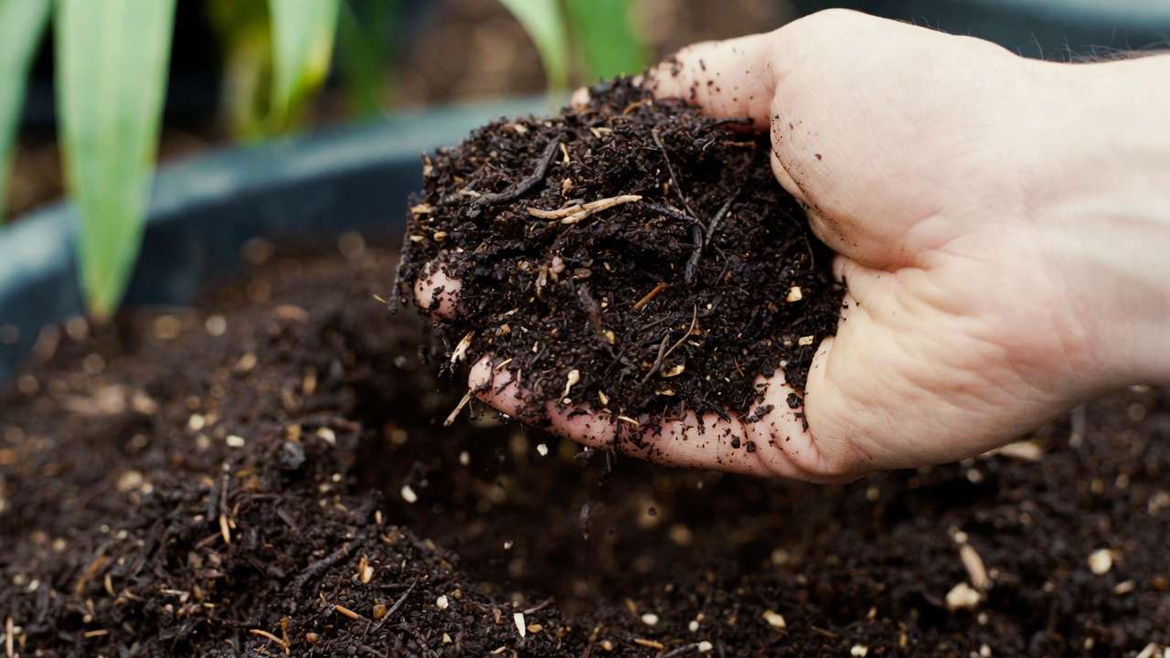 Freshly harvested nutrient-rich worm castings ready for use as organic fertilizer in gardening