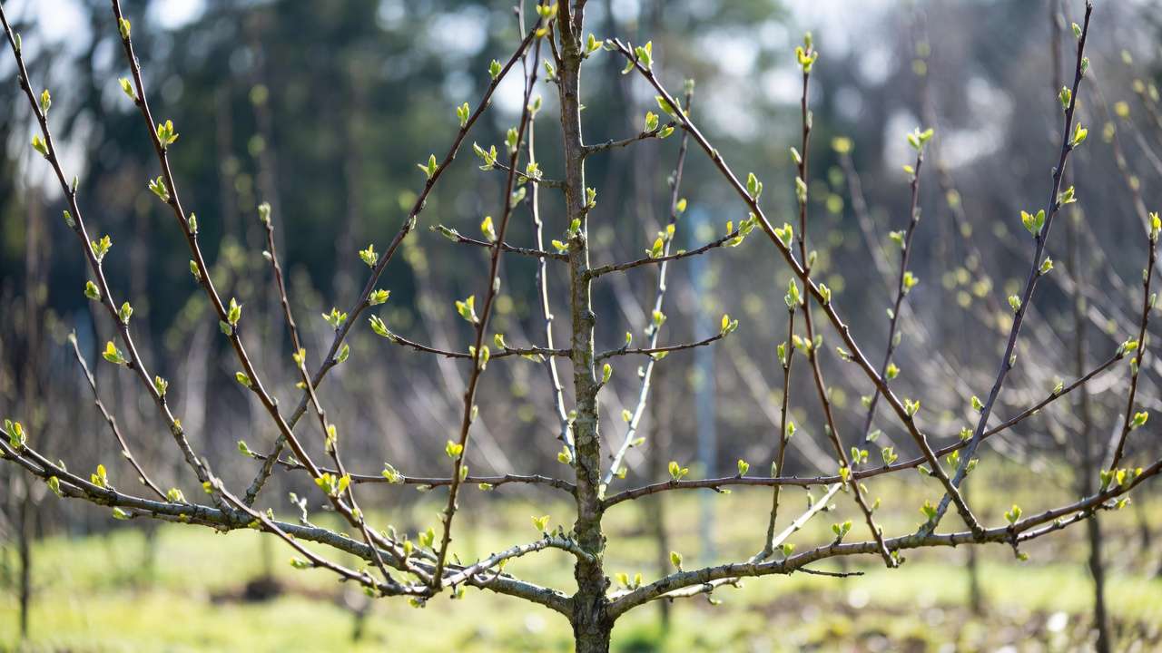 Well-pruned apple tree showing ideal central leader structure and scaffold branches
