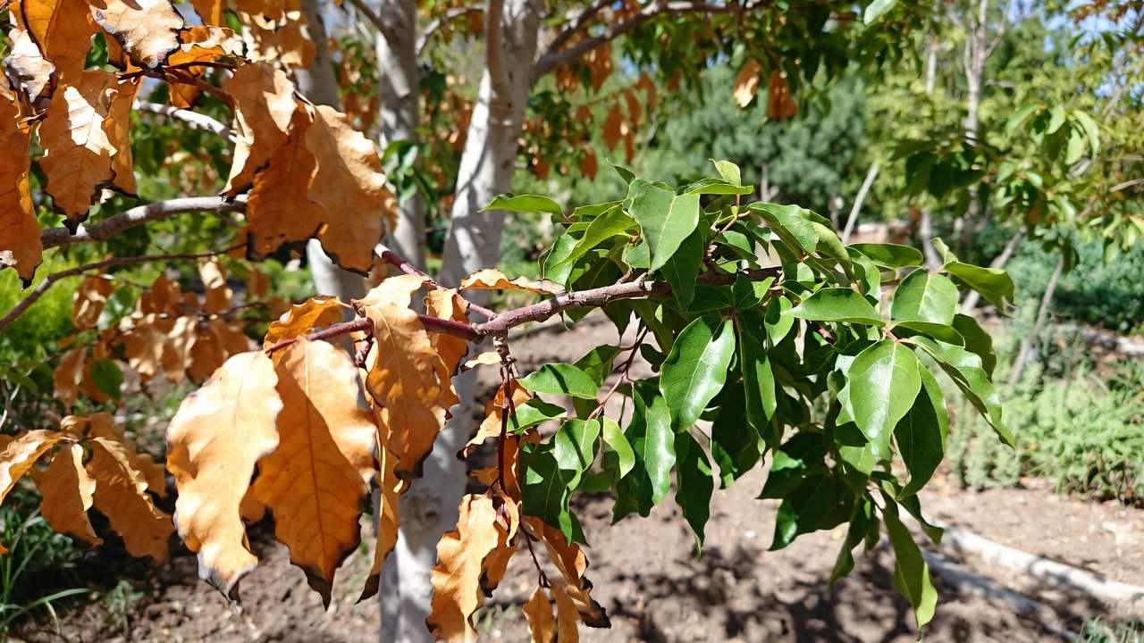 Drought-stressed tree showing leaf scorch with brown crispy edges and healthy green foliage contrast in garden