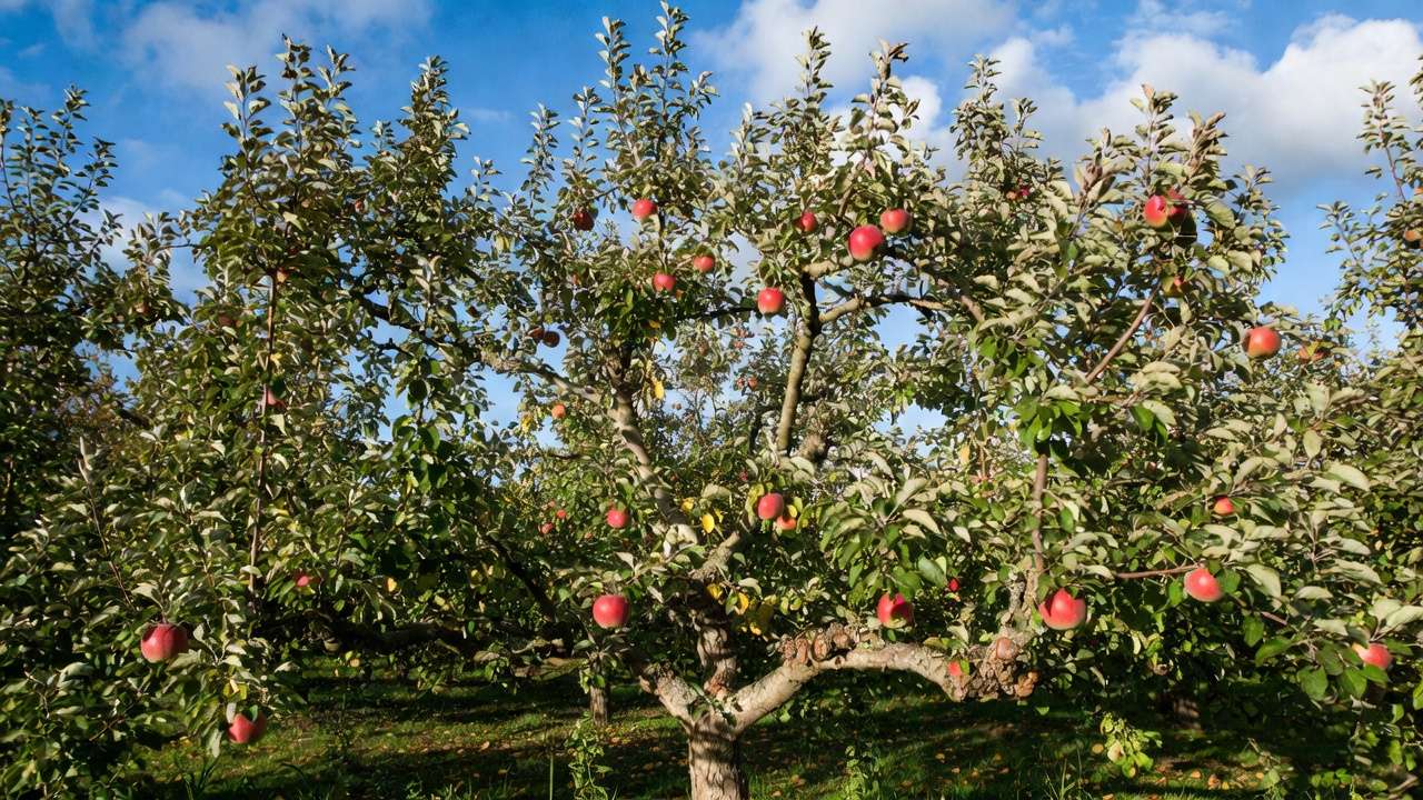 Well-pruned apple tree showing proper spacing for fruiting branches and open canopy for maximum light and yiel
