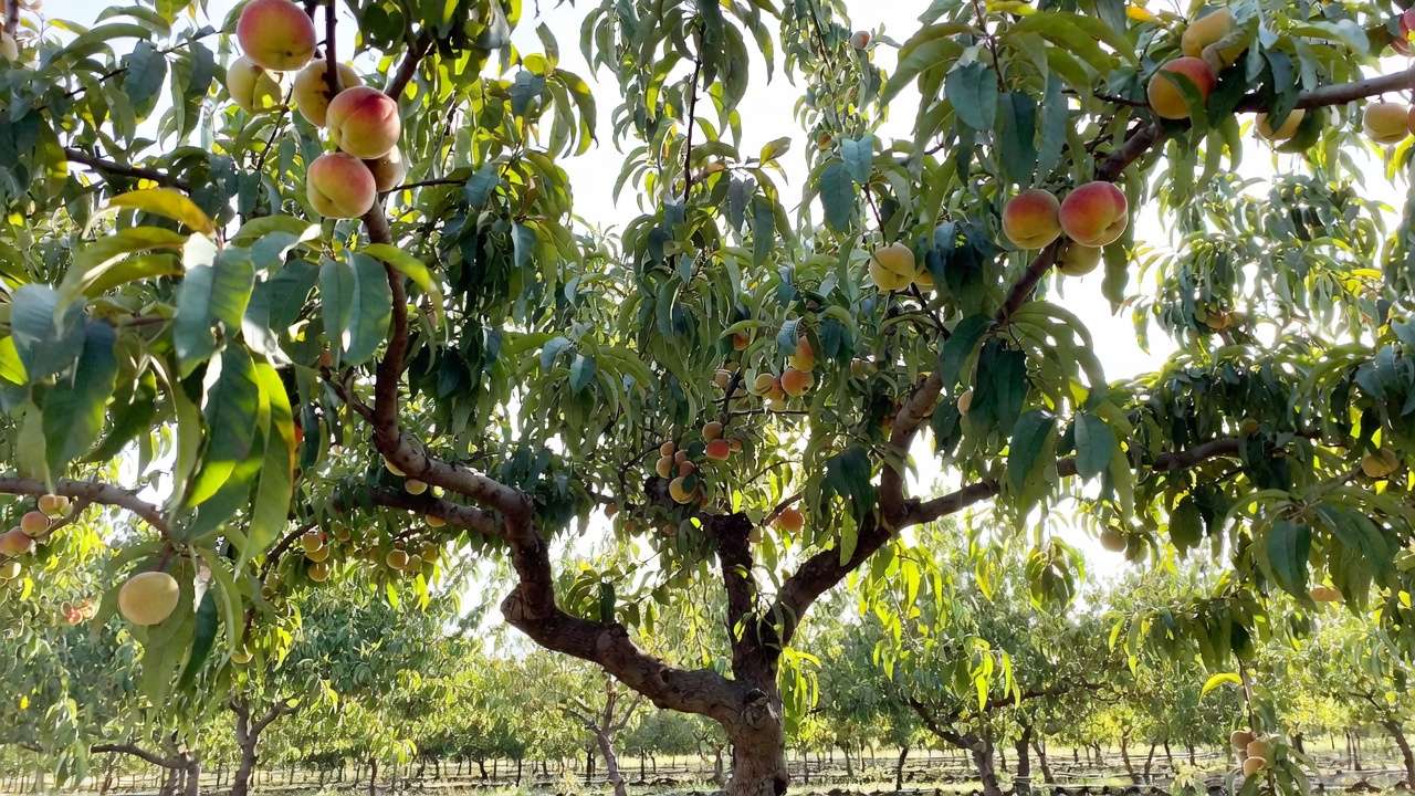 Mature peach tree in open-center vase shape after proper summer pruning