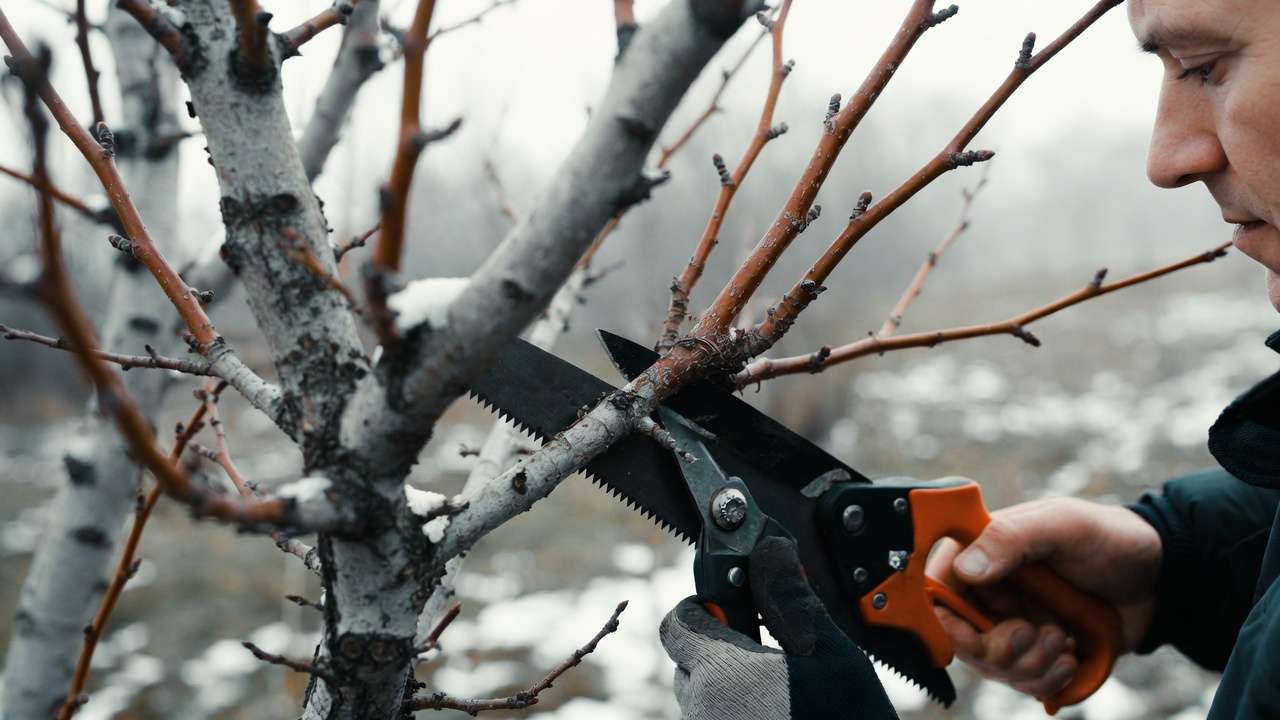 Bare deciduous fruit tree being pruned in winter dormant season with clean cuts and sharp tools