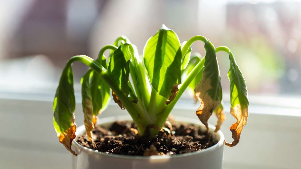 Severely wilted houseplant leaves due to underwatering with completely dry soil