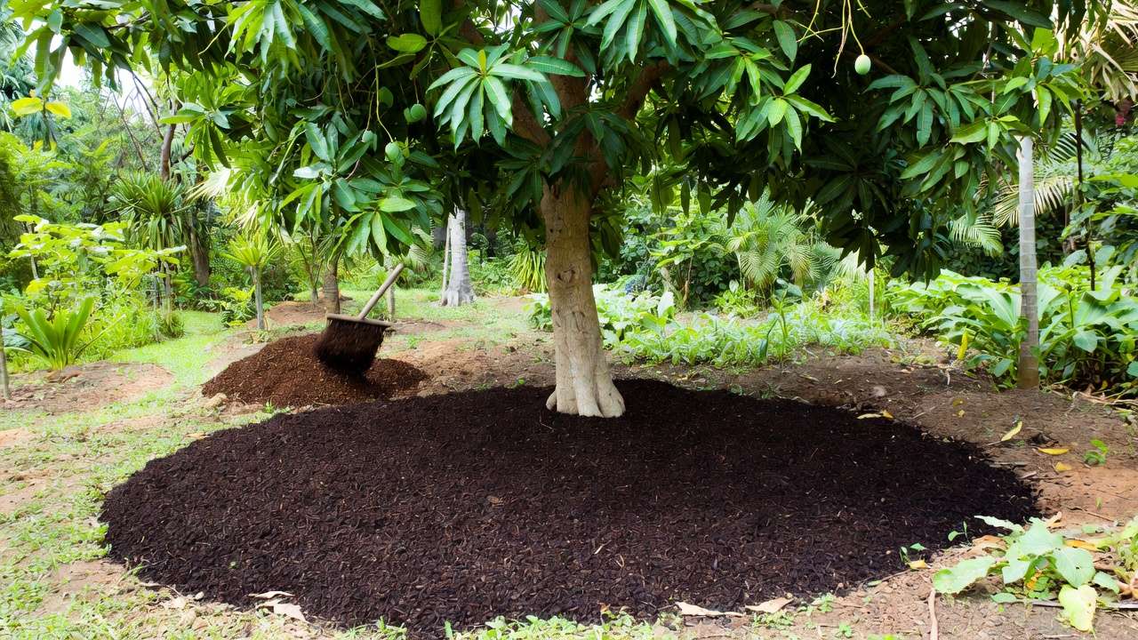 Mature mango tree mulched with nutrient-rich finished compost in tropical home garden for healthier growth