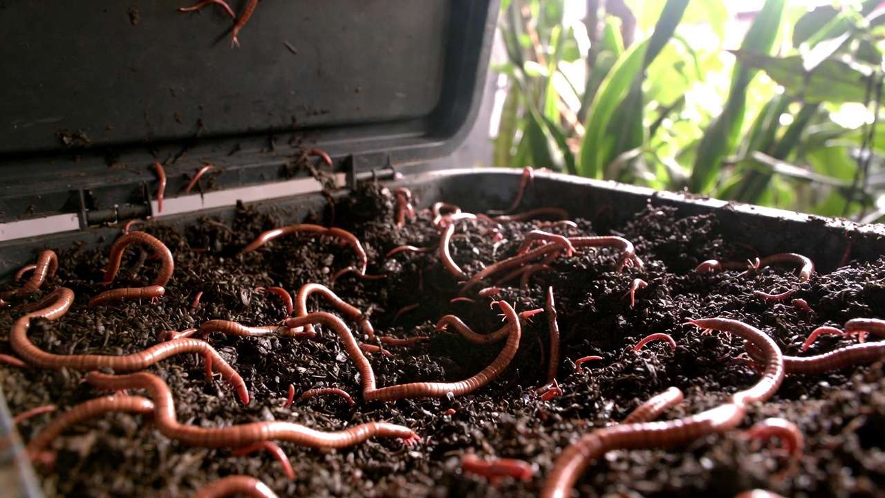 Healthy red wiggler worms in clean vermicompost bin showing no odor or pest issues