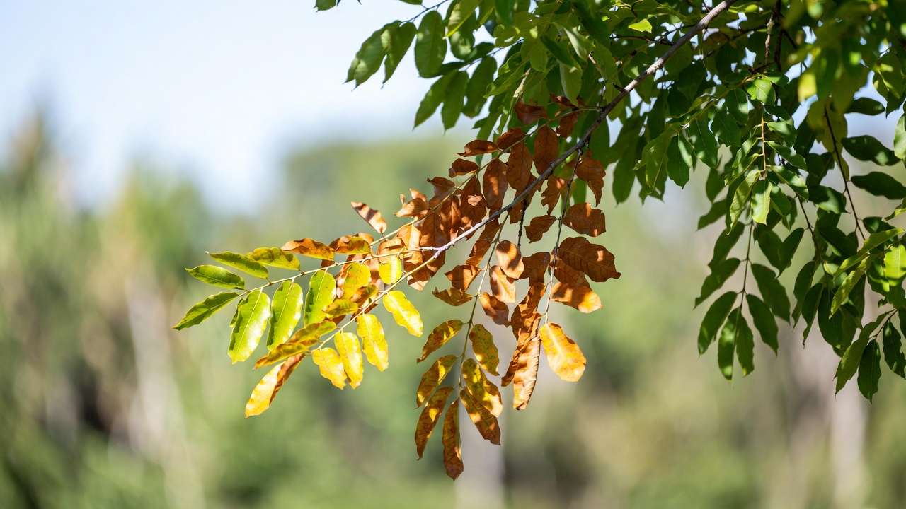 Verticillium Wilt in th