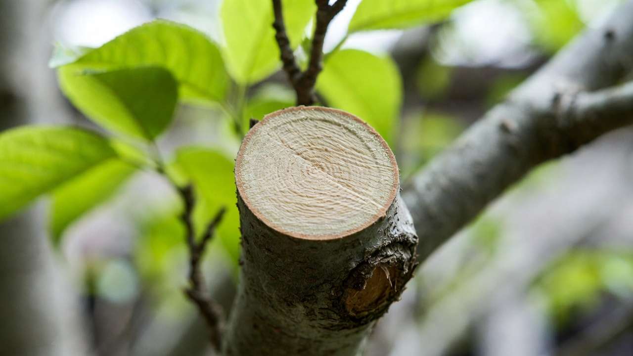 Close-up of a perfect 45-degree angled pruning cut on a tree branch preserving the branch collar