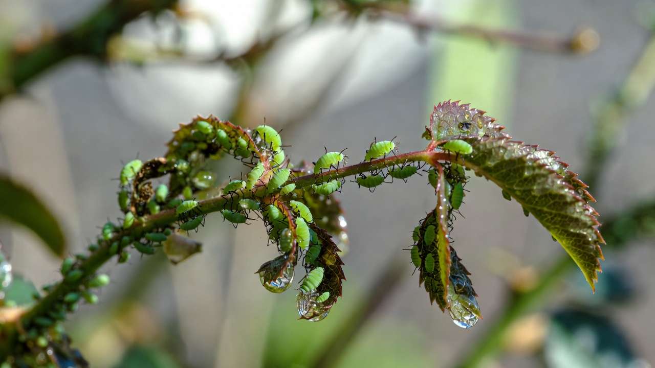 Close-up of green aphids infesting rose leaves with curling damage and honeydew