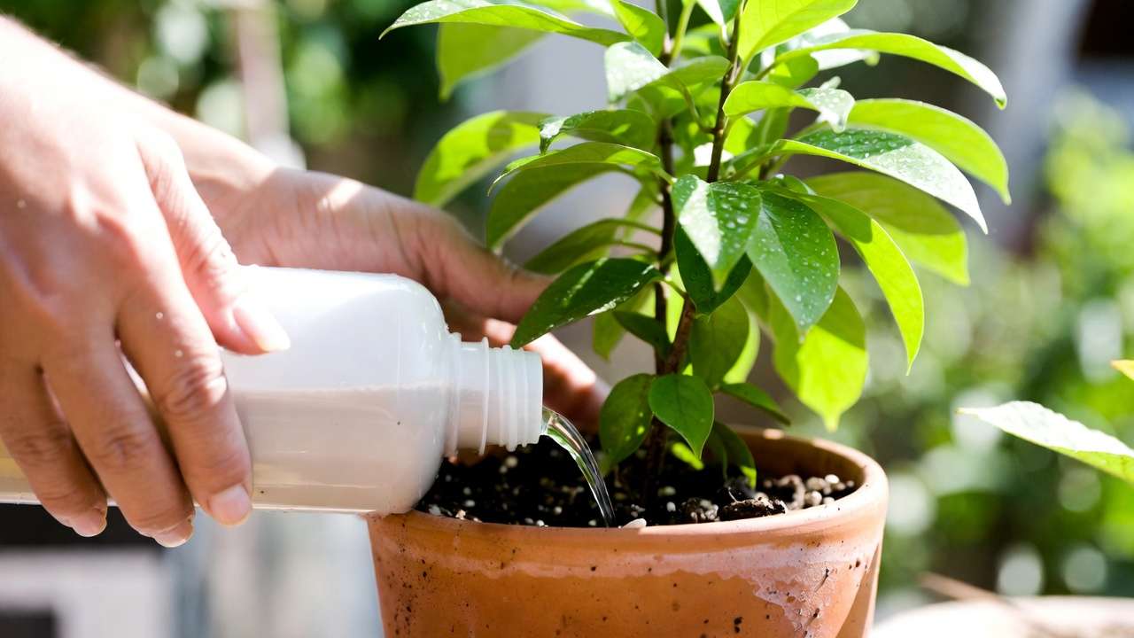 Applying fast-release liquid fertilizer to plant roots for quick nutrient uptake