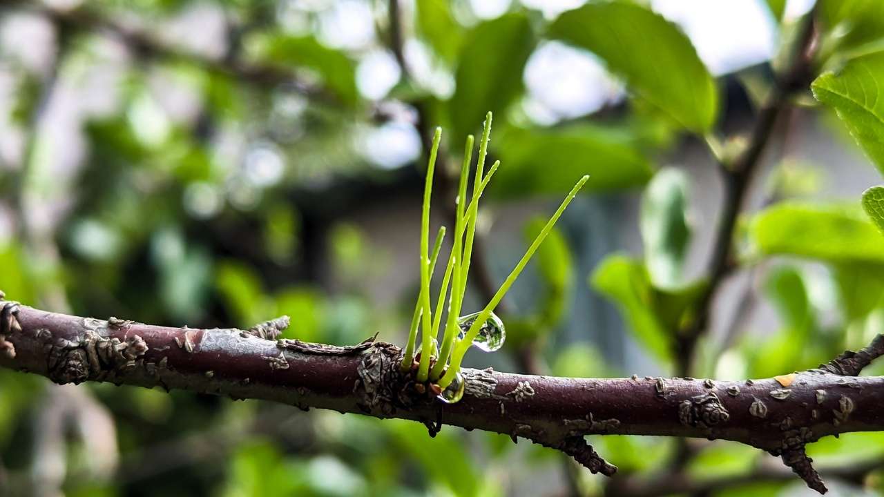 Close-up of vertical water sprouts growing on an apple tree branch