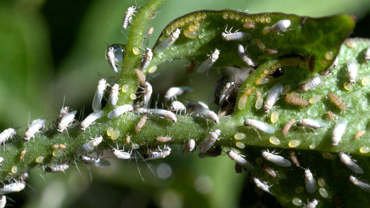 Close-up of whiteflies, eggs, and nymphs on tomato leaf underside showing infestation signs