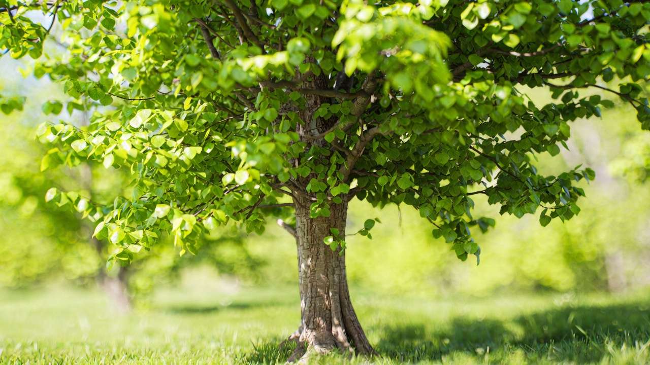 Healthy tree with vibrant green canopy and visible root flare in natural setting