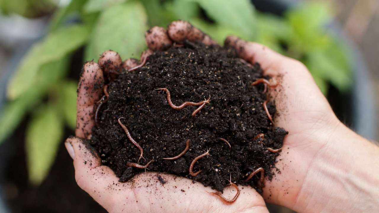Close-up of high-quality dark worm castings with red wigglers, nutrient-rich vermicompost for plants